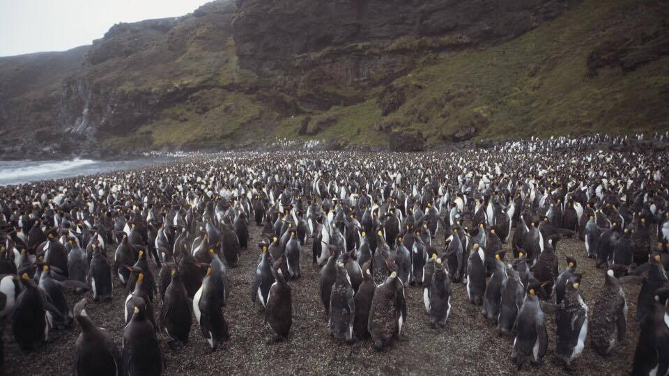 La crique est remplie de manchots The cove is filled with king penguins