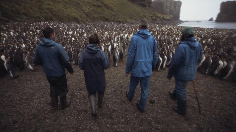 L’équipe marche au milieu des manchots The team is surrounded by king penguins