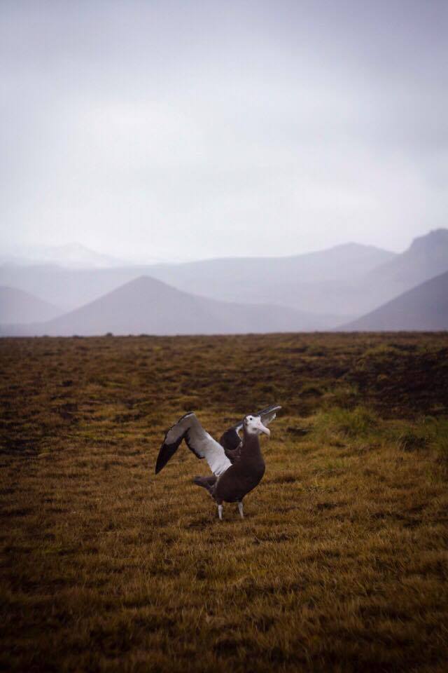 Albatros géant Wandering Albatross