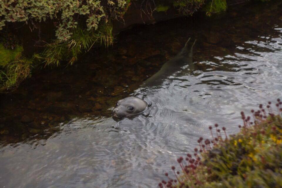 bain matinal pour cet éléphant de mer elephant seal taking a morning bath