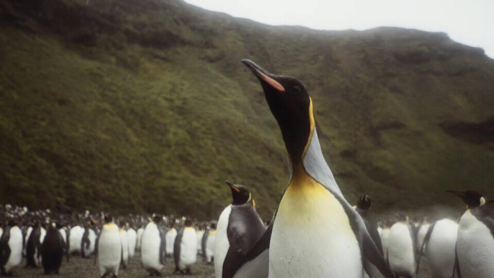Une manchot curieux A curious king penguin