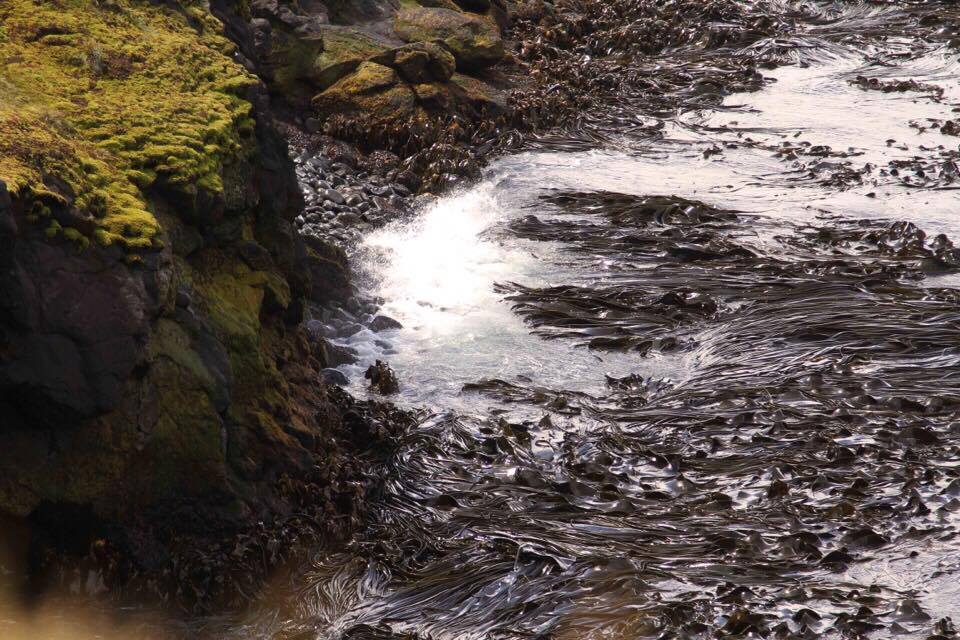 Les algues tentaculaires, des laminaires, bordent les côtes Kelp algae along the coastline