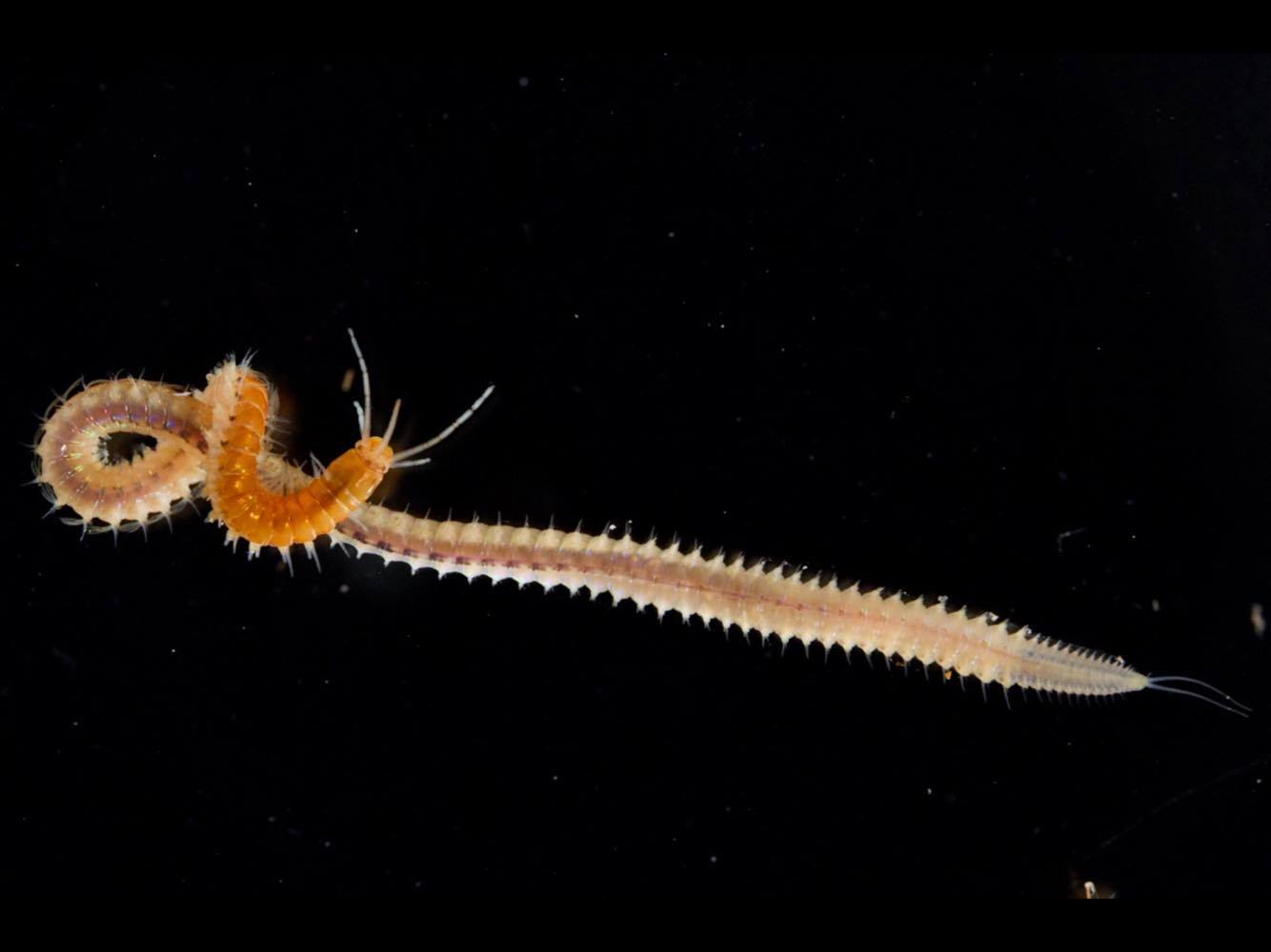 Un ver annelid An annelid worm Photo : Cristoph Held