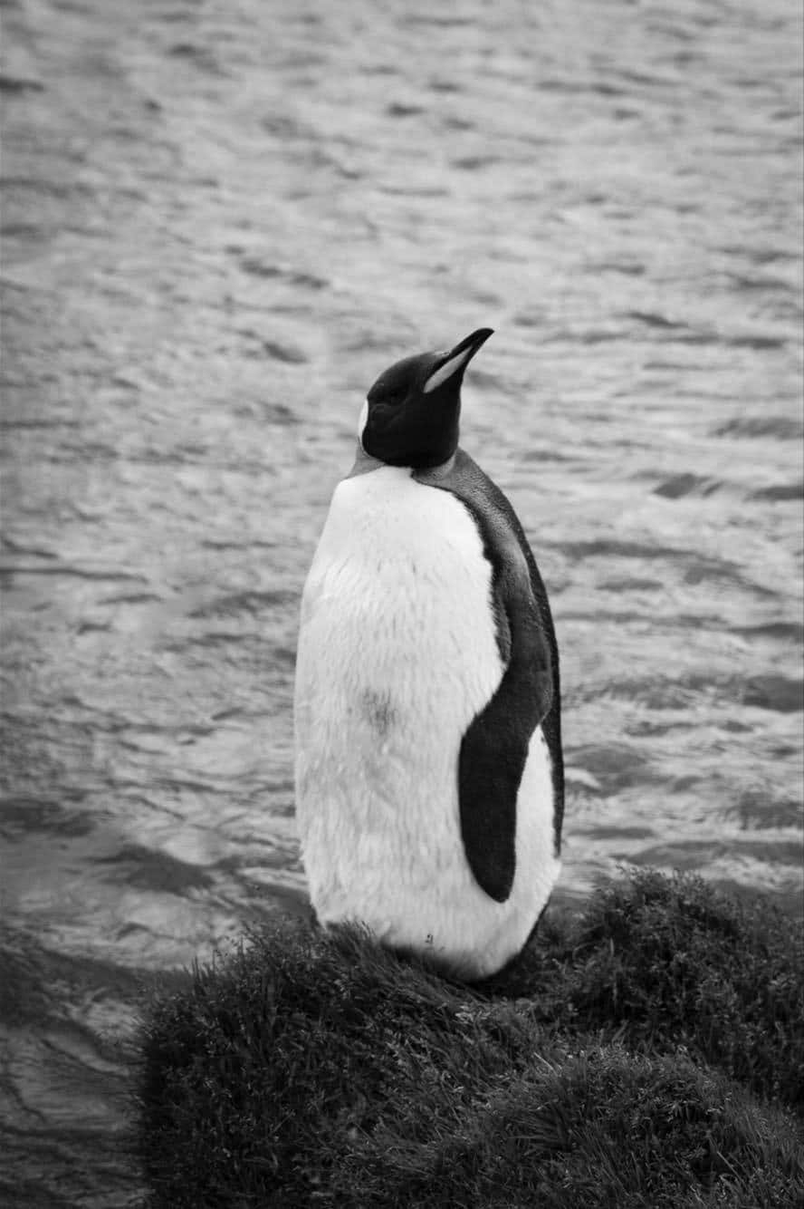 Croiser des pingouins commence à devenir une routine Just another penguin